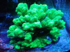 画像1: 【サンゴまとめ買い割引き10％〜20%OFF対象商品】【サンゴ】【通販】ブリードエダイボサンゴ（メタリックグリーン）MLサイズ（個体販売）（±12cm)No.8（生体）（サンゴ） (1)
