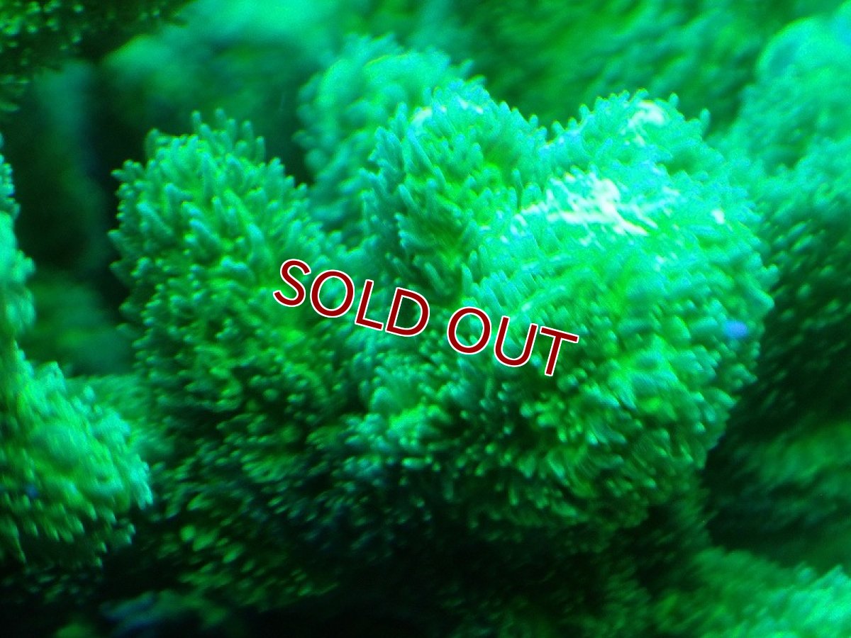 画像2: 【サンゴ】【通販】ブリードエダイボサンゴ（メタリックグリーン）MLサイズ（個体販売）（±12cm)No.8（生体）（サンゴ） (2)