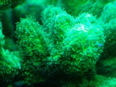 画像2: 【サンゴまとめ買い割引き10％〜20%OFF対象商品】【サンゴ】【通販】ブリードエダイボサンゴ（メタリックグリーン）MLサイズ（個体販売）（±12cm)No.8（生体）（サンゴ） (2)