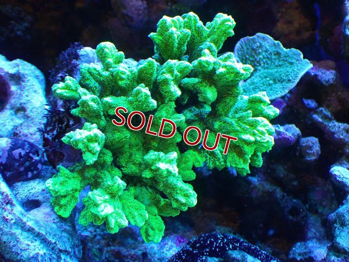 画像1: 【サンゴ】【通販】ブリードエダイボサンゴ（メタリックグリーン）MLサイズ（個体販売）（±12cm)No.9（生体）（サンゴ） (1)