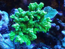 画像1: 【サンゴまとめ買い割引き10％〜20%OFF対象商品】【サンゴ】【通販】ブリードエダイボサンゴ（メタリックグリーン）MLサイズ（個体販売）（±12cm)No.9（生体）（サンゴ） (1)