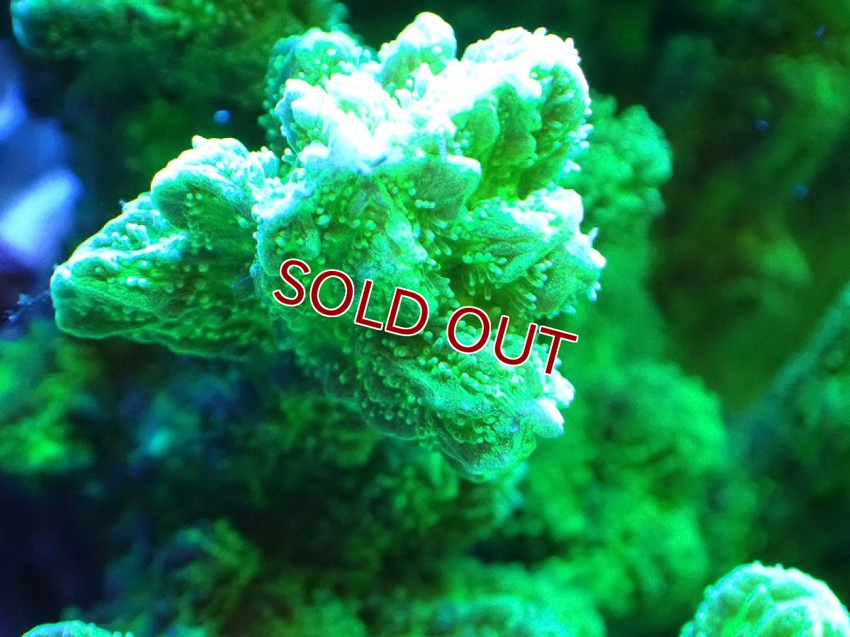 画像2: 【サンゴ】【通販】ブリードエダイボサンゴ（メタリックグリーン）MLサイズ（個体販売）（±12cm)No.9（生体）（サンゴ） (2)