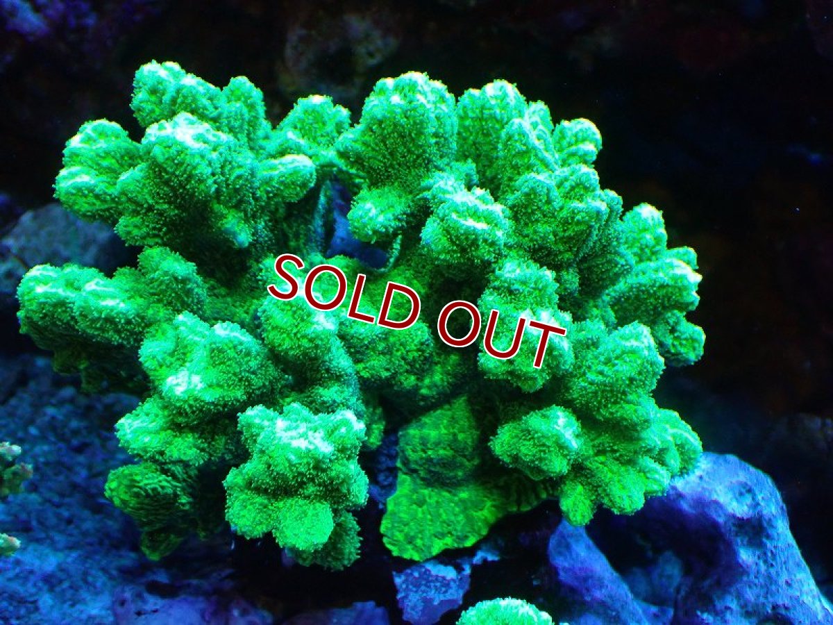 画像1: 【サンゴ】【通販】ブリードエダイボサンゴ（メタリックグリーン）MLサイズ（個体販売）（±12cm)No.10（生体）（サンゴ） (1)