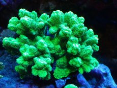 画像1: 【サンゴまとめ買い割引き10％〜20%OFF対象商品】【サンゴ】【通販】ブリードエダイボサンゴ（メタリックグリーン）MLサイズ（個体販売）（±12cm)No.10（生体）（サンゴ） (1)