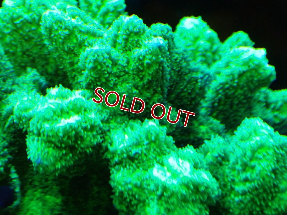 画像2: 【サンゴ】【通販】ブリードエダイボサンゴ（メタリックグリーン）MLサイズ（個体販売）（±12cm)No.10（生体）（サンゴ） (2)