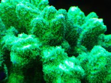 画像2: 【サンゴまとめ買い割引き10％〜20%OFF対象商品】【サンゴ】【通販】ブリードエダイボサンゴ（メタリックグリーン）MLサイズ（個体販売）（±12cm)No.10（生体）（サンゴ） (2)