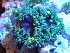 画像1: 【サンゴまとめ買い割引き10％〜20%OFF対象商品】【サンゴ】【通販】トランペットコーラル（メタリック/パープルチップ）SMサイズ（個体販売）（±8-9cm)No.1（生体）（サンゴ） (1)