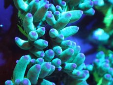 画像2: 【サンゴまとめ買い割引き10％〜20%OFF対象商品】【サンゴ】【通販】トランペットコーラル（メタリック/パープルチップ）SMサイズ（個体販売）（±8-9cm)No.1（生体）（サンゴ） (2)