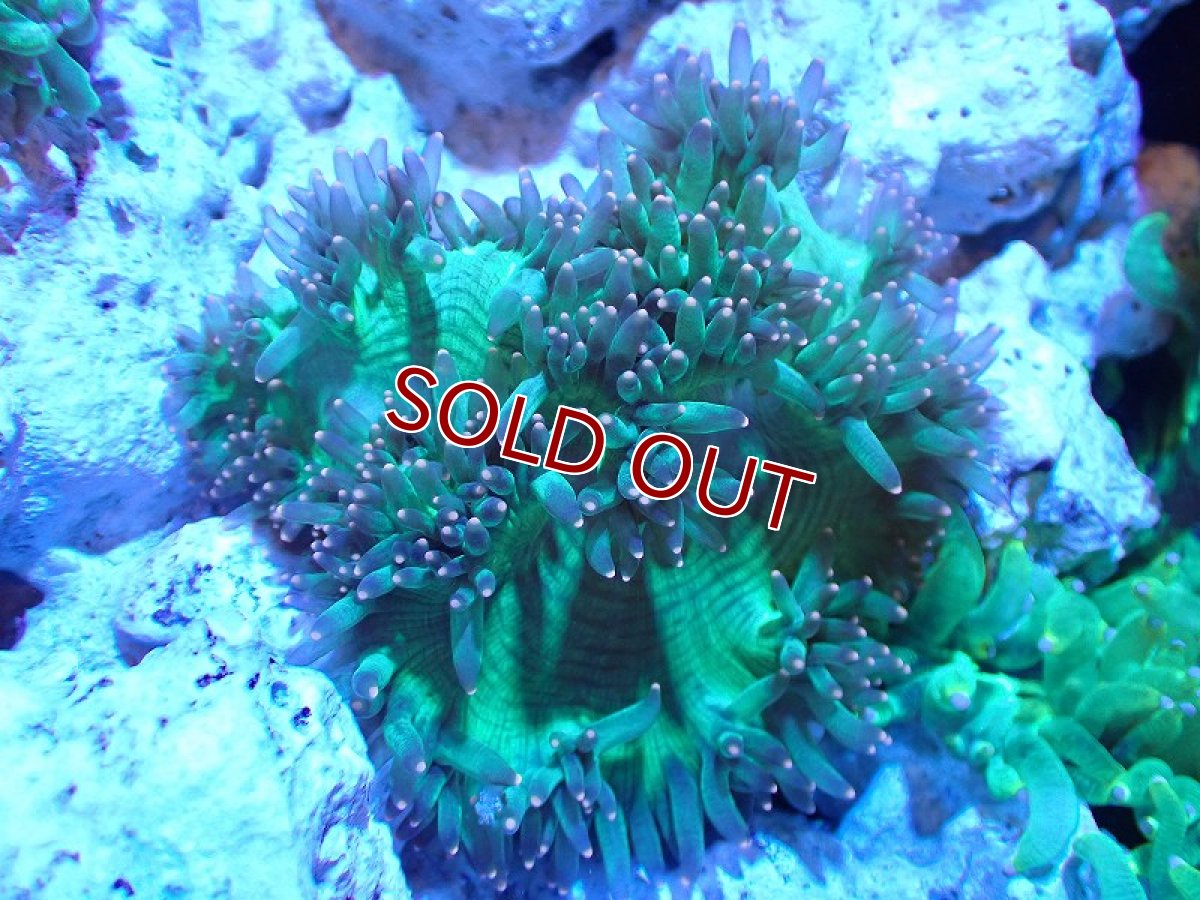 画像1: 【サンゴ】【通販】トランペットコーラル（メタリック/ピンクチップ）SMサイズ（個体販売）（±8-9cm)No.2（生体）（サンゴ） (1)