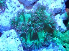 画像1: 【サンゴまとめ買い割引き10％〜20%OFF対象商品】【サンゴ】【通販】トランペットコーラル（メタリック/ピンクチップ）SMサイズ（個体販売）（±8-9cm)No.2（生体）（サンゴ） (1)