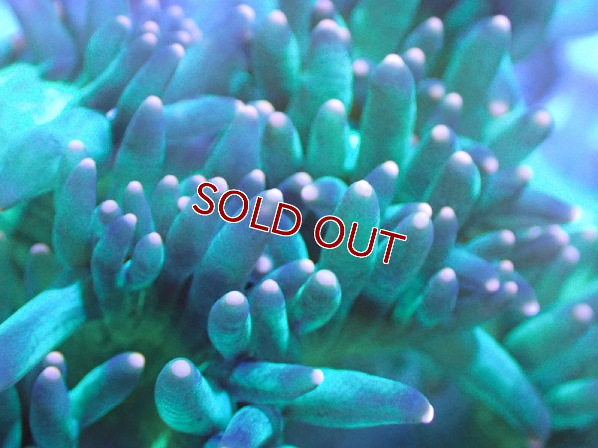 画像2: 【サンゴ】【通販】トランペットコーラル（メタリック/ピンクチップ）SMサイズ（個体販売）（±8-9cm)No.2（生体）（サンゴ） (2)