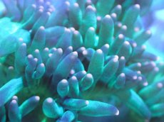 画像2: 【サンゴまとめ買い割引き10％〜20%OFF対象商品】【サンゴ】【通販】トランペットコーラル（メタリック/ピンクチップ）SMサイズ（個体販売）（±8-9cm)No.2（生体）（サンゴ） (2)