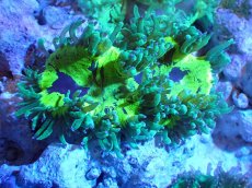 画像1: 【サンゴまとめ買い割引き10％〜20%OFF対象商品】【サンゴ】【通販】トランペットコーラル（メタリック/パープルチップ）SMサイズ（個体販売）（±8-9cm)No.3（生体）（サンゴ） (1)