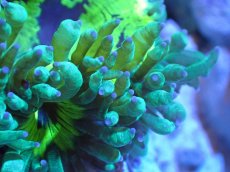 画像2: 【サンゴまとめ買い割引き10％〜20%OFF対象商品】【サンゴ】【通販】トランペットコーラル（メタリック/パープルチップ）SMサイズ（個体販売）（±8-9cm)No.3（生体）（サンゴ） (2)