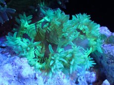 画像1: 【サンゴまとめ買い割引き10％〜20%OFF対象商品】【サンゴ】【通販】トランペットコーラル（メタリック/パープルチップ）SMサイズ（個体販売）（±8-9cm)No.4（生体）（サンゴ） (1)