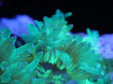 画像2: 【サンゴまとめ買い割引き10％〜20%OFF対象商品】【サンゴ】【通販】トランペットコーラル（メタリック/パープルチップ）SMサイズ（個体販売）（±8-9cm)No.4（生体）（サンゴ） (2)