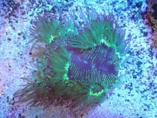 画像1: 【サンゴまとめ買い割引き10％〜20%OFF対象商品】【サンゴ】【通販】トランペットコーラル（メタリック/ピンクチップ）SMサイズ（土台付き）（個体販売）（±8-9cm)No.5（生体）（サンゴ） (1)