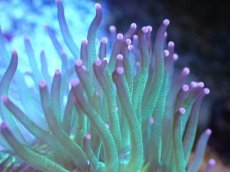 画像2: 【サンゴまとめ買い割引き10％〜20%OFF対象商品】【サンゴ】【通販】トランペットコーラル（メタリック/ピンクチップ）SMサイズ（土台付き）（個体販売）（±8-9cm)No.5（生体）（サンゴ） (2)