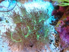 画像1: 【サンゴまとめ買い割引き10％〜20%OFF対象商品】【サンゴ】【通販】トランペットコーラル（メタリック/ピンクチップ）SMサイズ（土台付き）（個体販売）（±8-9cm)No.6（生体）（サンゴ） (1)