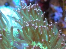 画像2: 【サンゴまとめ買い割引き10％〜20%OFF対象商品】【サンゴ】【通販】トランペットコーラル（メタリック/ピンクチップ）SMサイズ（土台付き）（個体販売）（±8-9cm)No.6（生体）（サンゴ） (2)