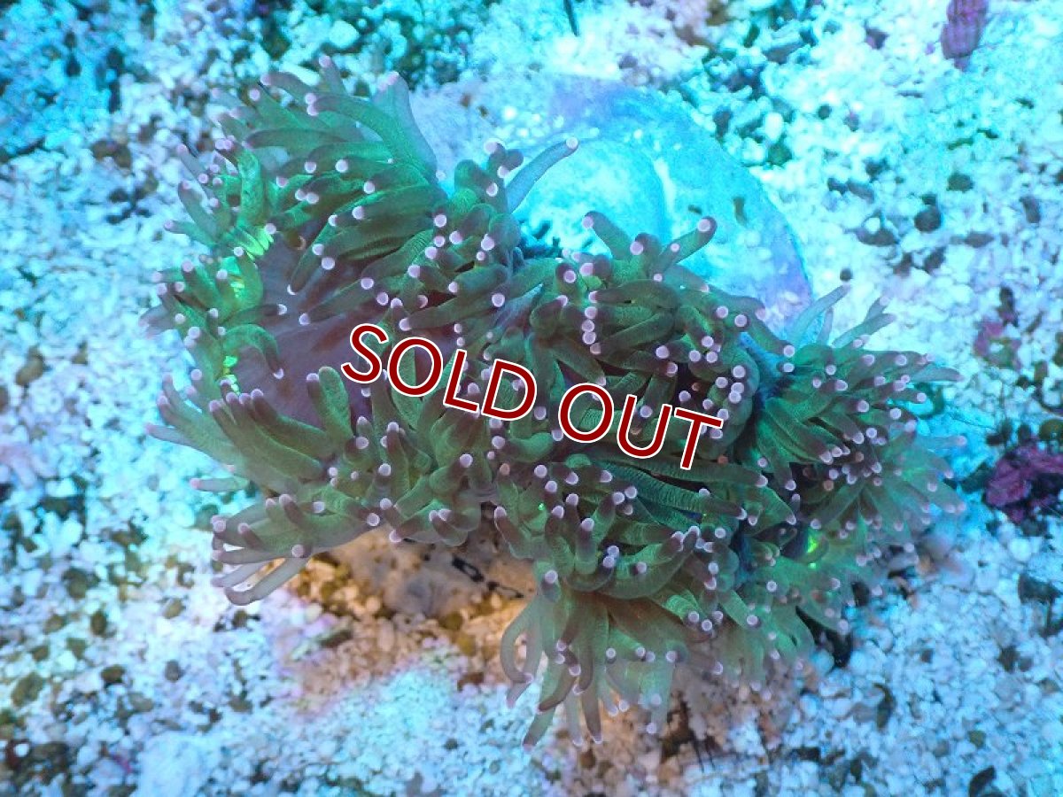 画像1: 【サンゴ】【通販】トランペットコーラル（メタリック/ピンクチップ）SMサイズ（土台付き）（個体販売）（±8-9cm)No.7（生体）（サンゴ） (1)