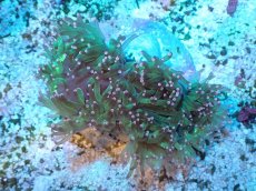 画像1: 【サンゴまとめ買い割引き10％〜20%OFF対象商品】【サンゴ】【通販】トランペットコーラル（メタリック/ピンクチップ）SMサイズ（土台付き）（個体販売）（±8-9cm)No.7（生体）（サンゴ） (1)