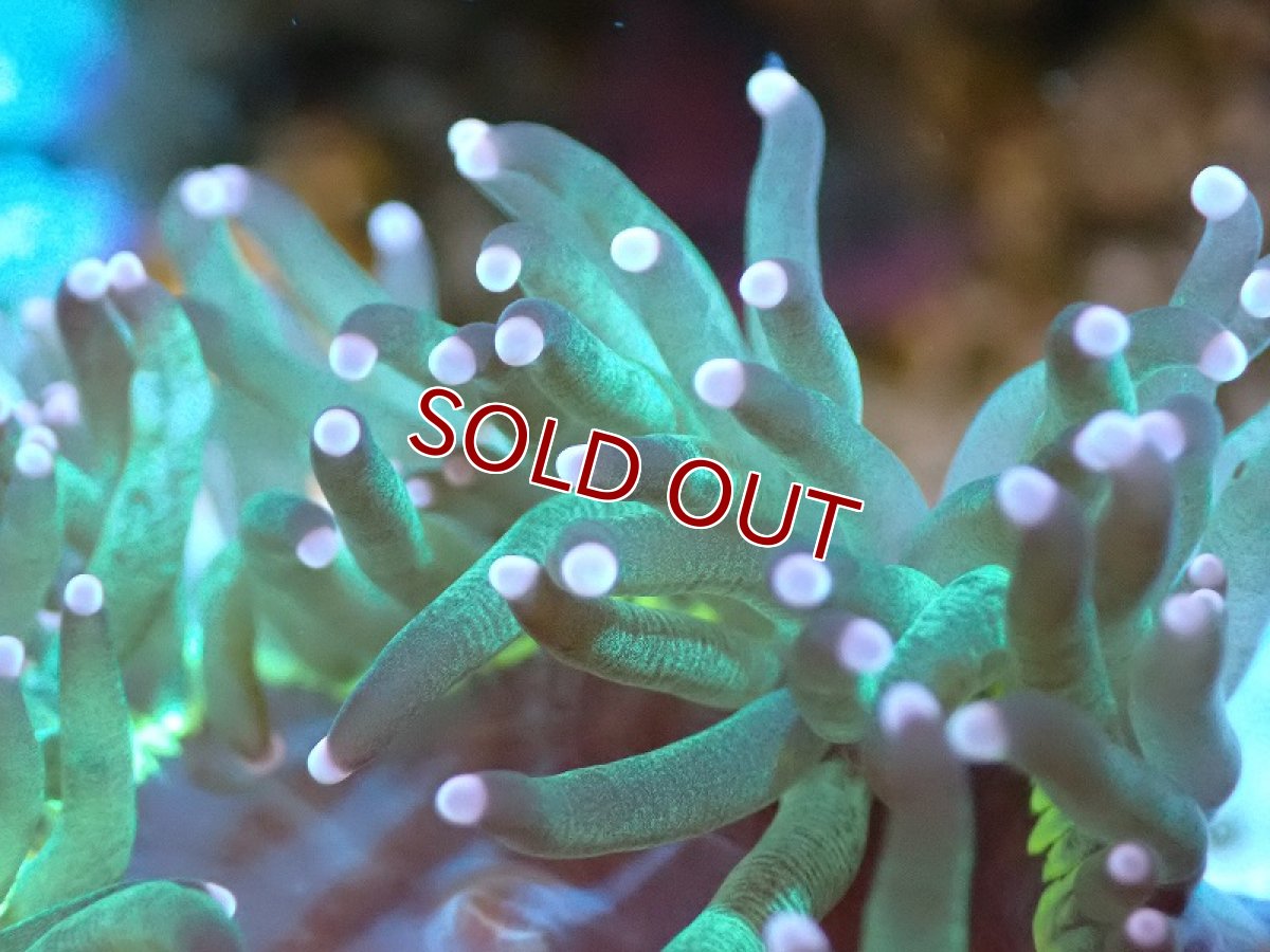 画像2: 【サンゴ】【通販】トランペットコーラル（メタリック/ピンクチップ）SMサイズ（土台付き）（個体販売）（±8-9cm)No.7（生体）（サンゴ） (2)