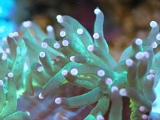 画像2: 【サンゴまとめ買い割引き10％〜20%OFF対象商品】【サンゴ】【通販】トランペットコーラル（メタリック/ピンクチップ）SMサイズ（土台付き）（個体販売）（±8-9cm)No.7（生体）（サンゴ） (2)