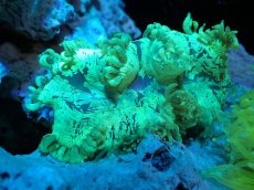 画像1: 【サンゴまとめ買い割引き10％〜20%OFF対象商品】【サンゴ】【通販】トランペットコーラル（メタリックグリーン）Mサイズ（個体販売）（±10-11cm)No.8（生体）（サンゴ） (1)