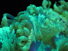 画像2: 【サンゴまとめ買い割引き10％〜20%OFF対象商品】【サンゴ】【通販】トランペットコーラル（メタリックグリーン）Mサイズ（個体販売）（±10-11cm)No.8（生体）（サンゴ） (2)