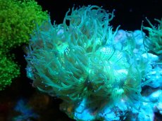 画像1: 【サンゴまとめ買い割引き10％〜20%OFF対象商品】【サンゴ】【通販】トランペットコーラル（メタリック/パープルチップ）Mサイズ（個体販売）（±12-13cm)No.9（生体）（サンゴ） (1)