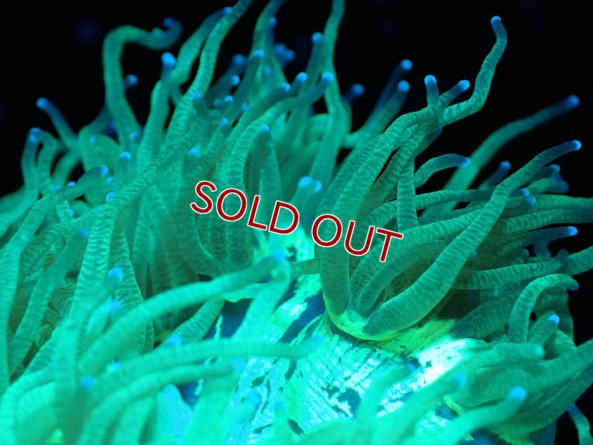 画像2: 【サンゴ】【通販】トランペットコーラル（メタリック/パープルチップ）Mサイズ（個体販売）（±12-13cm)No.9（生体）（サンゴ） (2)