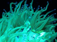 画像2: 【サンゴまとめ買い割引き10％〜20%OFF対象商品】【サンゴ】【通販】トランペットコーラル（メタリック/パープルチップ）Mサイズ（個体販売）（±12-13cm)No.9（生体）（サンゴ） (2)