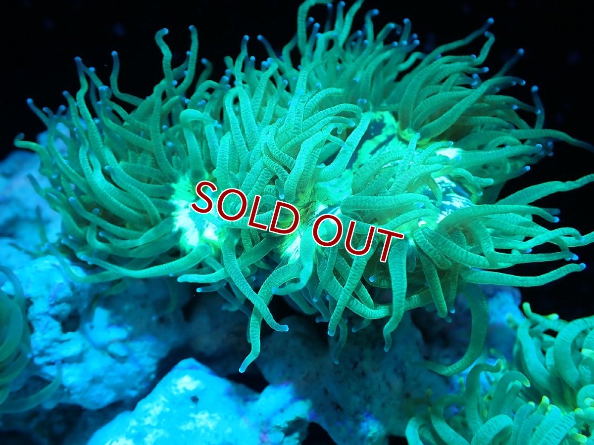 画像1: 【サンゴ】【通販】トランペットコーラル（メタリック/パープルチップ）Mサイズ（個体販売）（±12-13cm)No.10（生体）（サンゴ） (1)