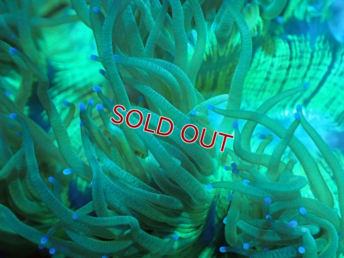 画像2: 【サンゴ】【通販】トランペットコーラル（メタリック/パープルチップ）Mサイズ（個体販売）（±12-13cm)No.10（生体）（サンゴ） (2)