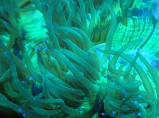 画像2: 【サンゴ】【通販】トランペットコーラル（メタリック/パープルチップ）Mサイズ（個体販売）（±12-13cm)No.10（生体）（サンゴ） (2)