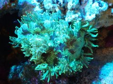 画像1: 【サンゴまとめ買い割引き10％〜20%OFF対象商品】【サンゴ】【通販】トランペットコーラル（メタリック/イエローチップ）Mサイズ（個体販売）（±13-15cm)No.11（生体）（サンゴ） (1)