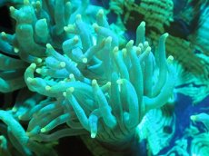 画像2: 【サンゴまとめ買い割引き10％〜20%OFF対象商品】【サンゴ】【通販】トランペットコーラル（メタリック/イエローチップ）Mサイズ（個体販売）（±13-15cm)No.11（生体）（サンゴ） (2)