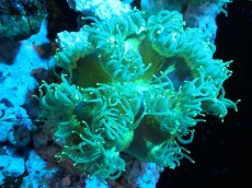 画像1: 【サンゴまとめ買い割引き10％〜20%OFF対象商品】【サンゴ】【通販】トランペットコーラル（メタリック/イエローチップ）Mサイズ（個体販売）（±10-12cm)No.12（生体）（サンゴ） (1)