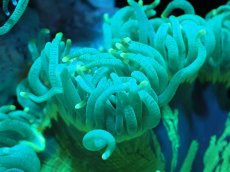 画像2: 【サンゴまとめ買い割引き10％〜20%OFF対象商品】【サンゴ】【通販】トランペットコーラル（メタリック/イエローチップ）Mサイズ（個体販売）（±10-12cm)No.12（生体）（サンゴ） (2)