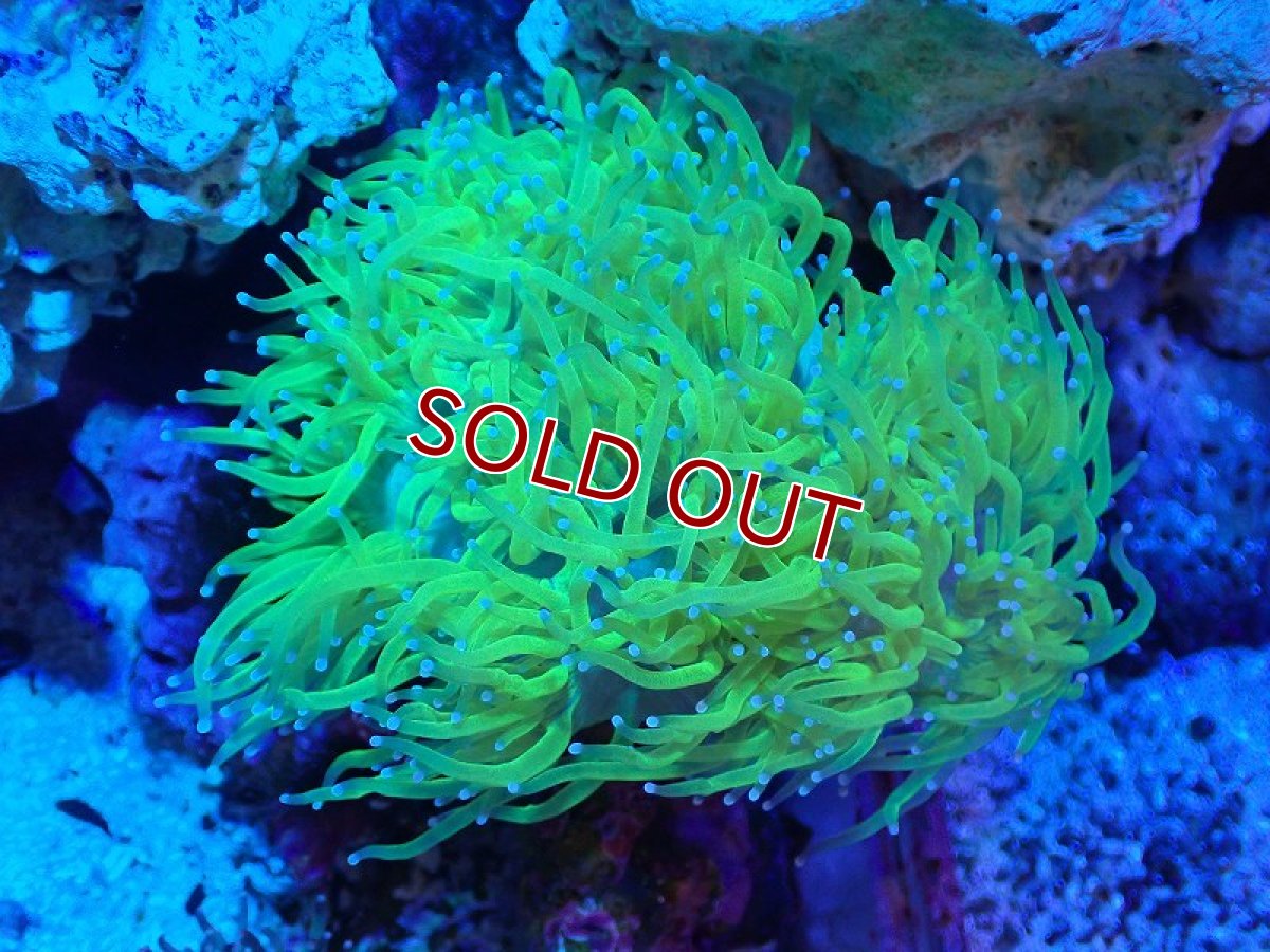 画像1: 【サンゴ】【通販】トランペットコーラル（イエロー/ブルーチップ）Mサイズ（個体販売）（±10-12cm)No.13（生体）（サンゴ） (1)