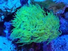 画像1: 【サンゴ】【通販】トランペットコーラル（イエロー/ブルーチップ）Mサイズ（個体販売）（±10-12cm)No.13（生体）（サンゴ） (1)