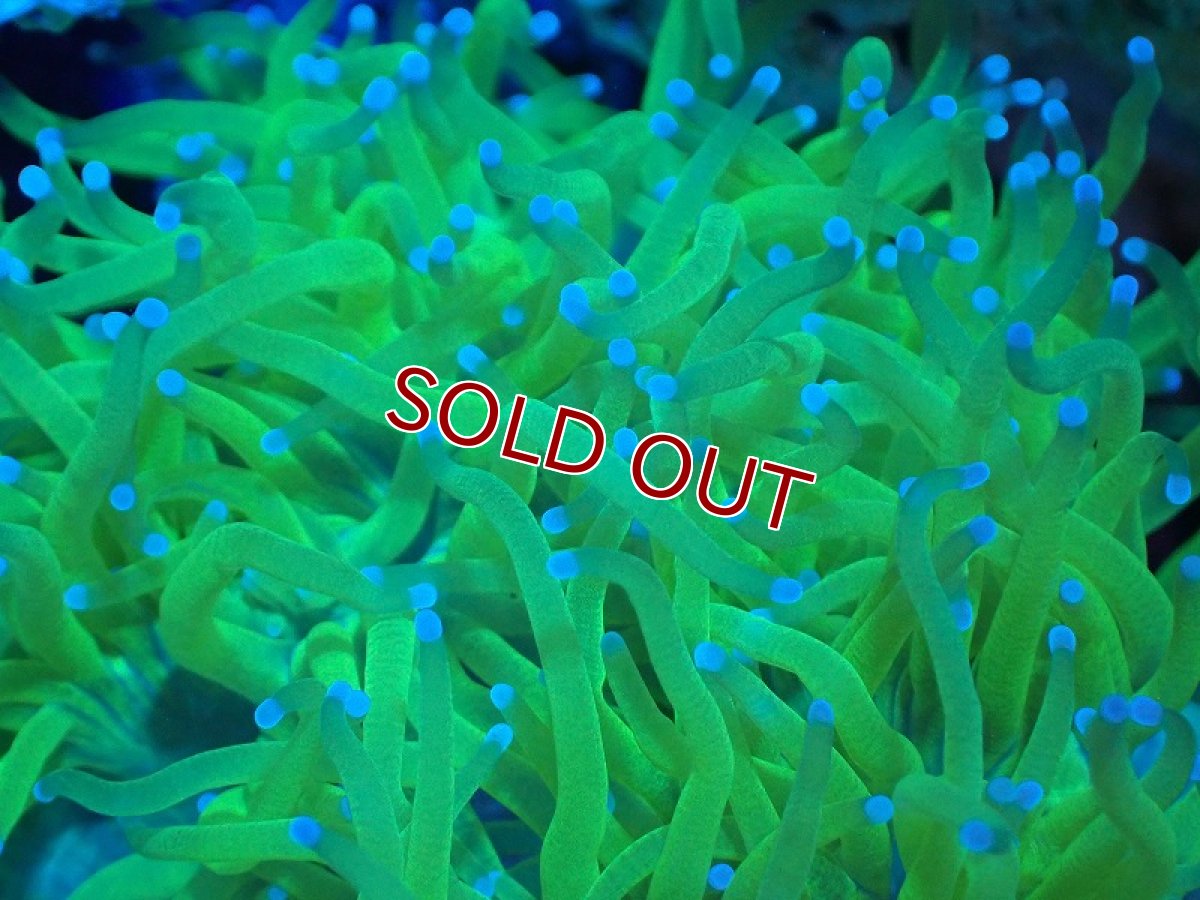 画像2: 【サンゴ】【通販】トランペットコーラル（イエロー/ブルーチップ）Mサイズ（個体販売）（±10-12cm)No.13（生体）（サンゴ） (2)