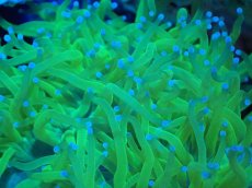 画像2: 【サンゴ】【通販】トランペットコーラル（イエロー/ブルーチップ）Mサイズ（個体販売）（±10-12cm)No.13（生体）（サンゴ） (2)