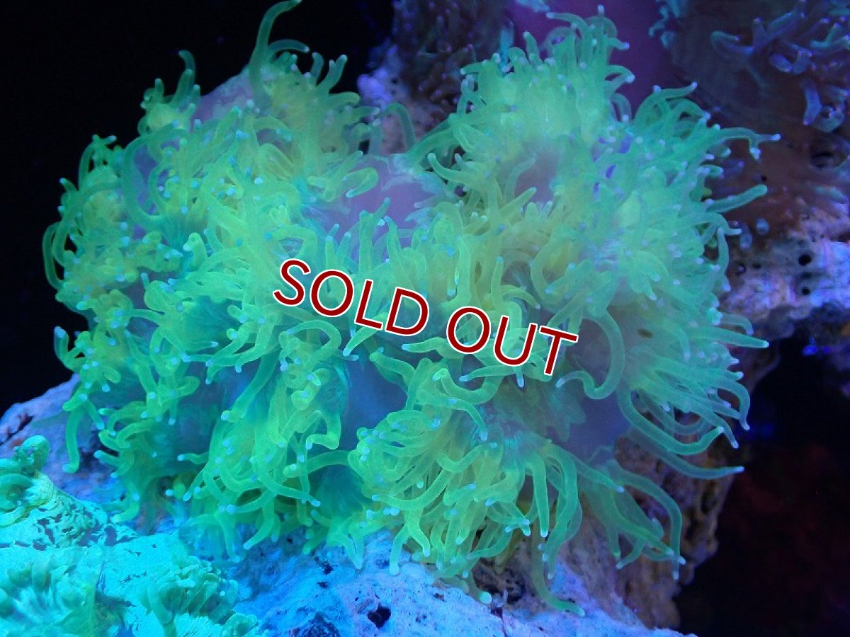 画像1: 【サンゴ】【通販】トランペットコーラル（イエロー/ブルーチップ）Mサイズ（個体販売）（±13-15cm)No.14（生体）（サンゴ） (1)