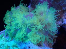 画像1: 【サンゴ】【通販】トランペットコーラル（イエロー/ブルーチップ）Mサイズ（個体販売）（±13-15cm)No.14（生体）（サンゴ） (1)