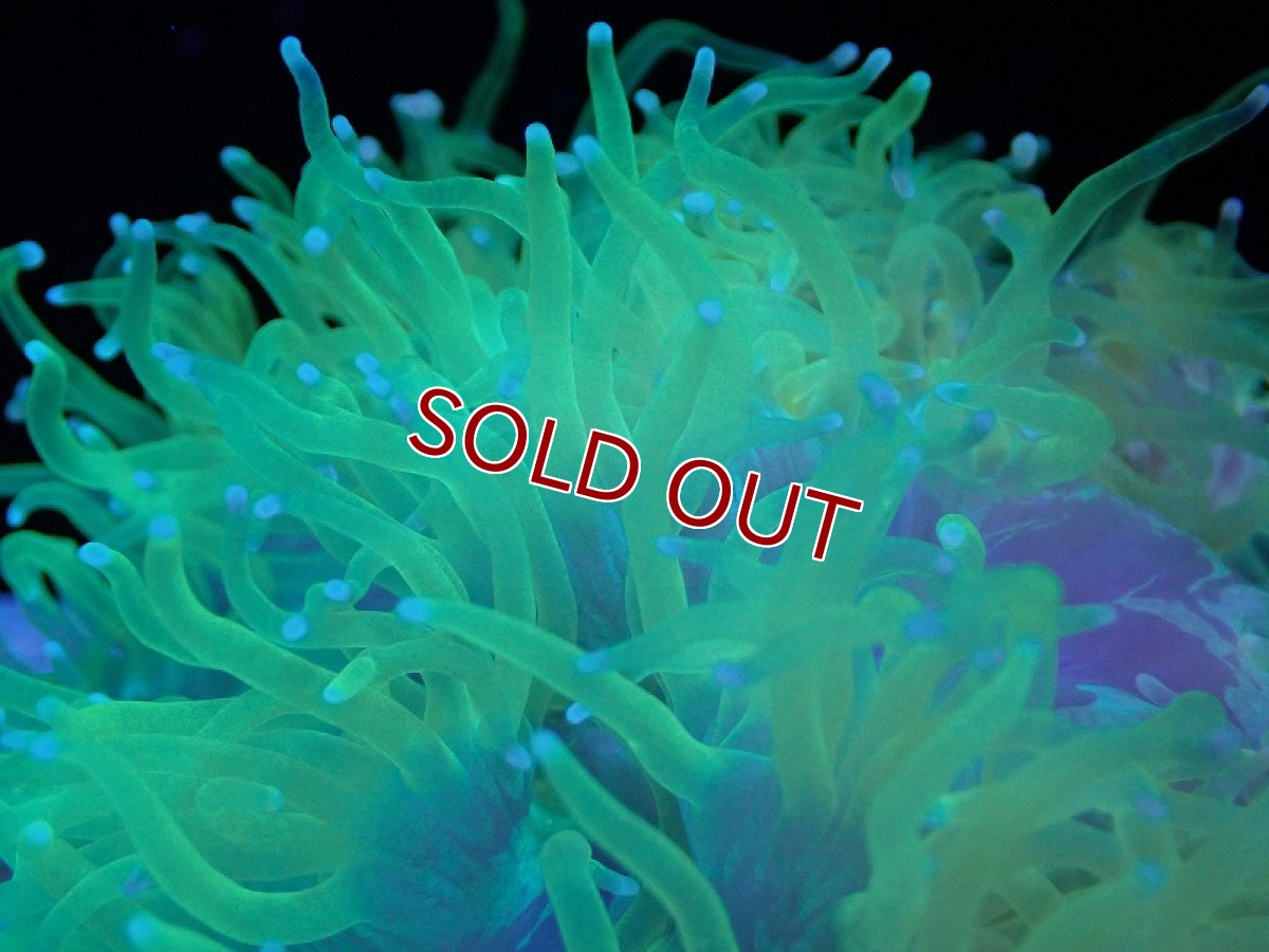 画像2: 【サンゴ】【通販】トランペットコーラル（イエロー/ブルーチップ）Mサイズ（個体販売）（±13-15cm)No.14（生体）（サンゴ） (2)