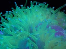 画像2: 【サンゴ】【通販】トランペットコーラル（イエロー/ブルーチップ）Mサイズ（個体販売）（±13-15cm)No.14（生体）（サンゴ） (2)