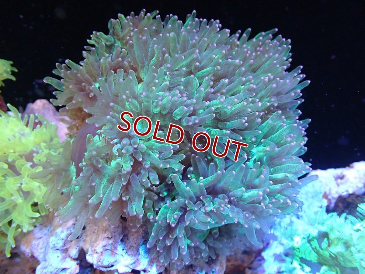 画像1: 【サンゴ】【通販】トランペットコーラル（メタリック/ピンクチップ）Lサイズ（個体販売）（±15-17cm)No.15（生体）（サンゴ） (1)