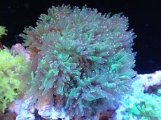 画像1: 【サンゴ】【通販】トランペットコーラル（メタリック/ピンクチップ）Lサイズ（個体販売）（±15-17cm)No.15（生体）（サンゴ） (1)